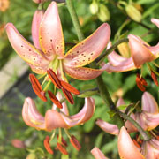 Photo of lily "Brocade"